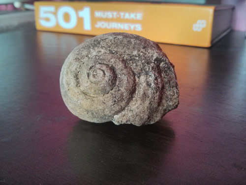 Snail fossil found in Cebu